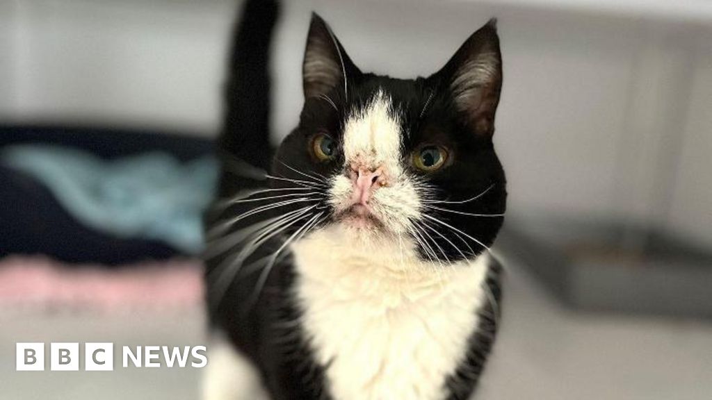 Martlesham animal centre cat Hugo needs a new home - BBC News