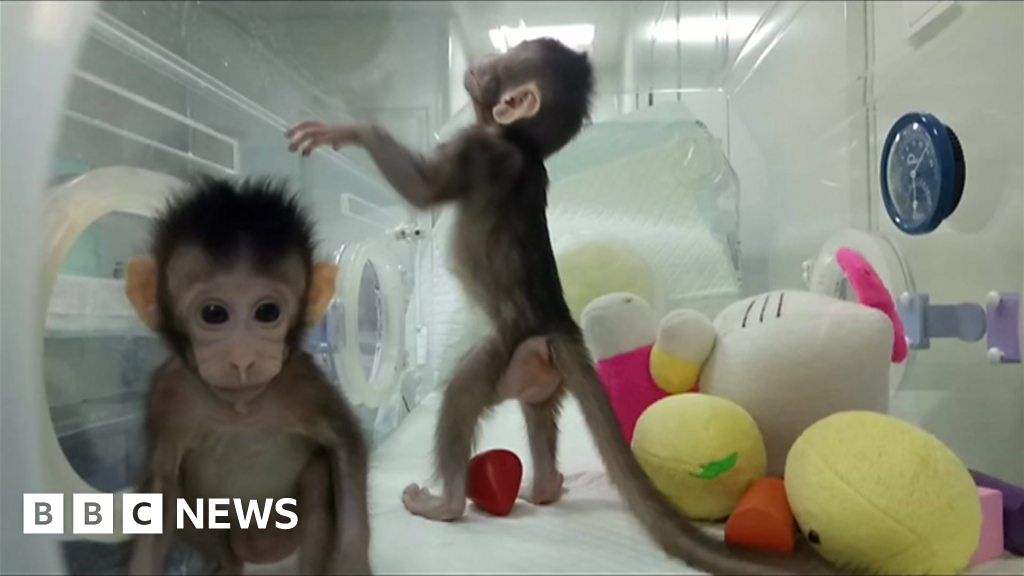 Cloned monkeys: First primate clones are created in lab - BBC News