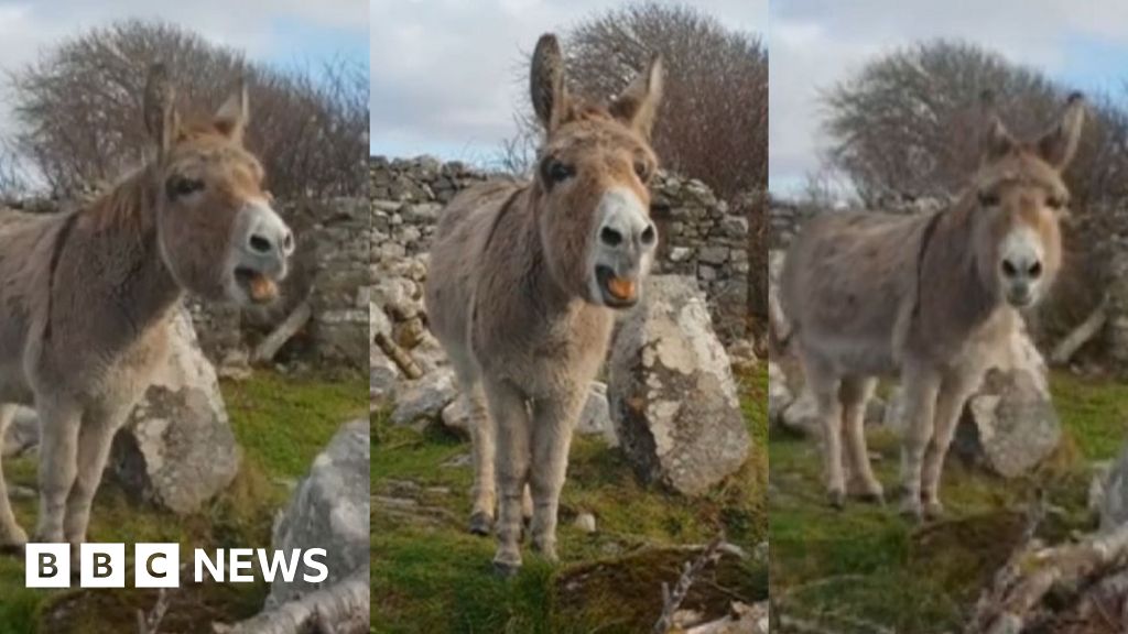 The operasinging donkey who 'found her voice' BBC News