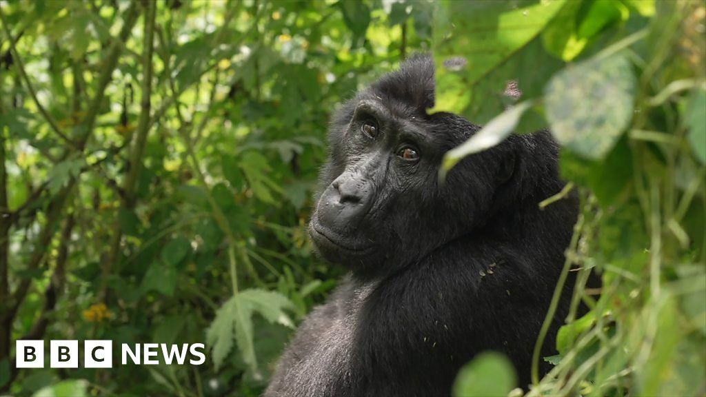 Justin meets the Nshongi mountain gorilla family