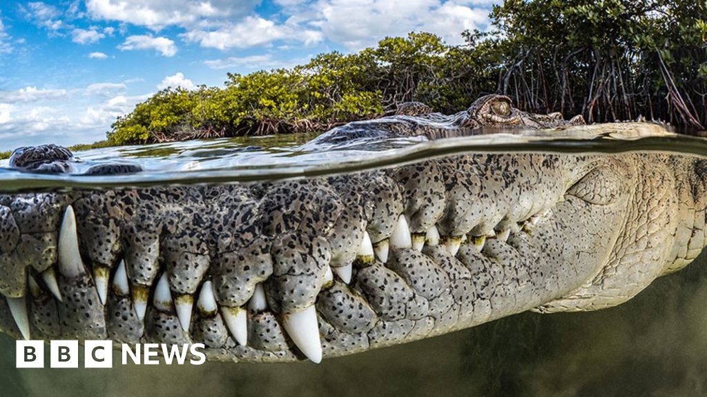 Mangrove forests: Crocodile close-up in Cuba wins photo awards