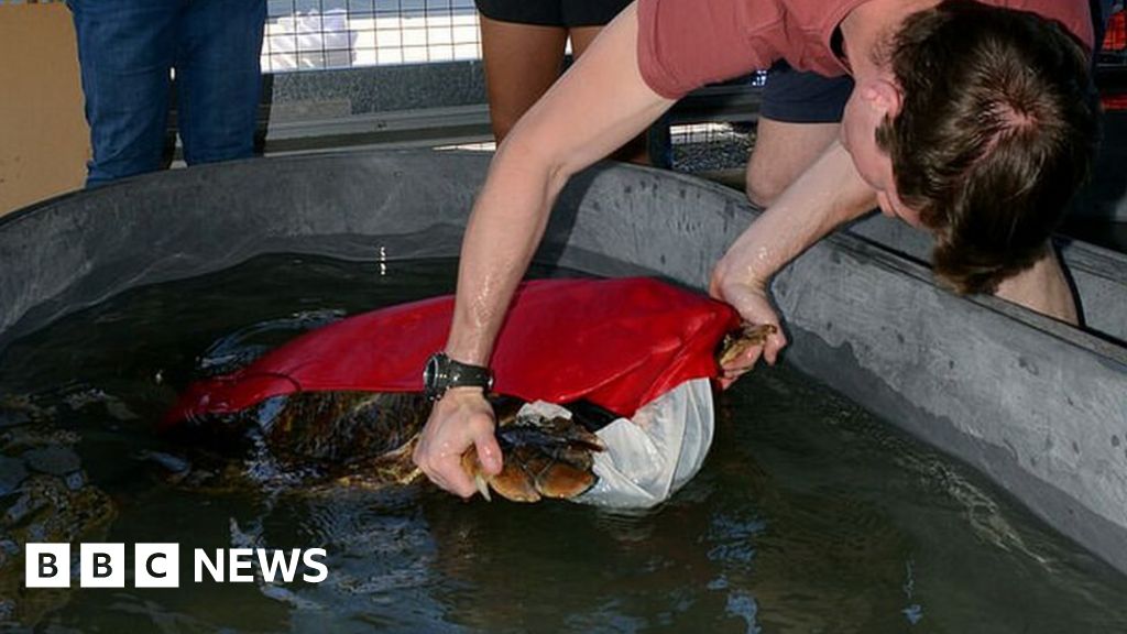 Australian scientists design poo-collecting suits for turtles