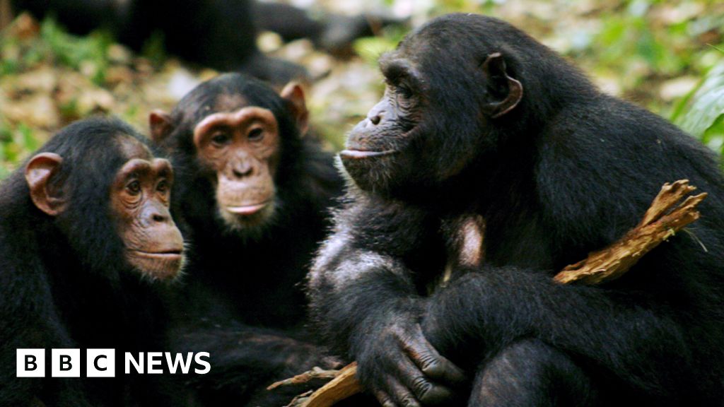 Humans share elements of a common language with other apes, understanding many gestures that wild chimps and bonobos use to communicate.  It suggests 