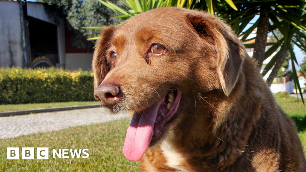 Bobi, o cachorro mais velho do mundo, morreu aos 31 anos