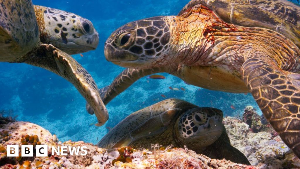 Blue Planet fans 'disturbing coastal wildlife'