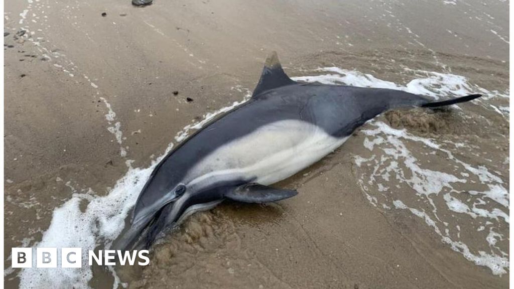 Ganggang beracun membunuh ratusan lumba-lumba dan singa laut di pantai California