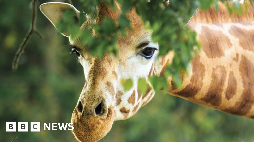 Zoos struggling in pandemic as group says government hasn't done enough