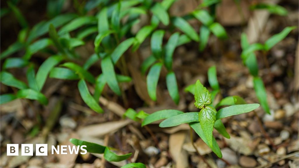 Horse owners warned over sycamore poisoning risk BBC News
