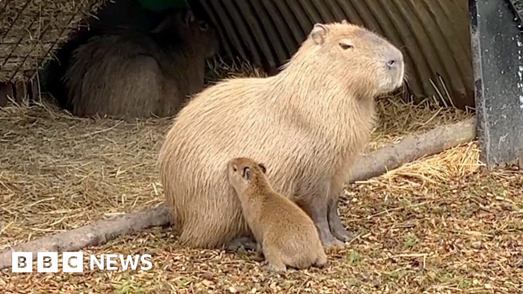 Capybara litter welcomed at Jimmy's Farm in Suffolk - BBC News