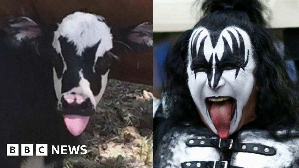 Texas calf resembles Kiss rocker Gene Simmons