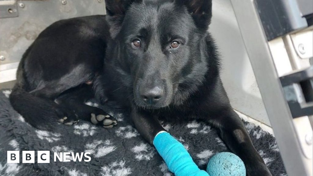 Police Dog Injured By Discarded Machete In Leicester - BBC News