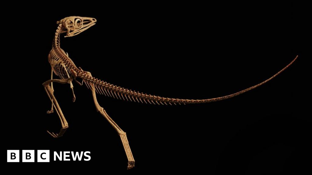 Scottish fossil revealed to be pterodactyl ancestor