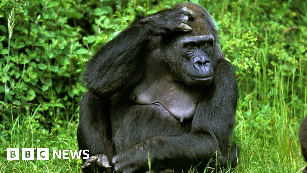 dian fossey gorilla fund apes together strong shirt