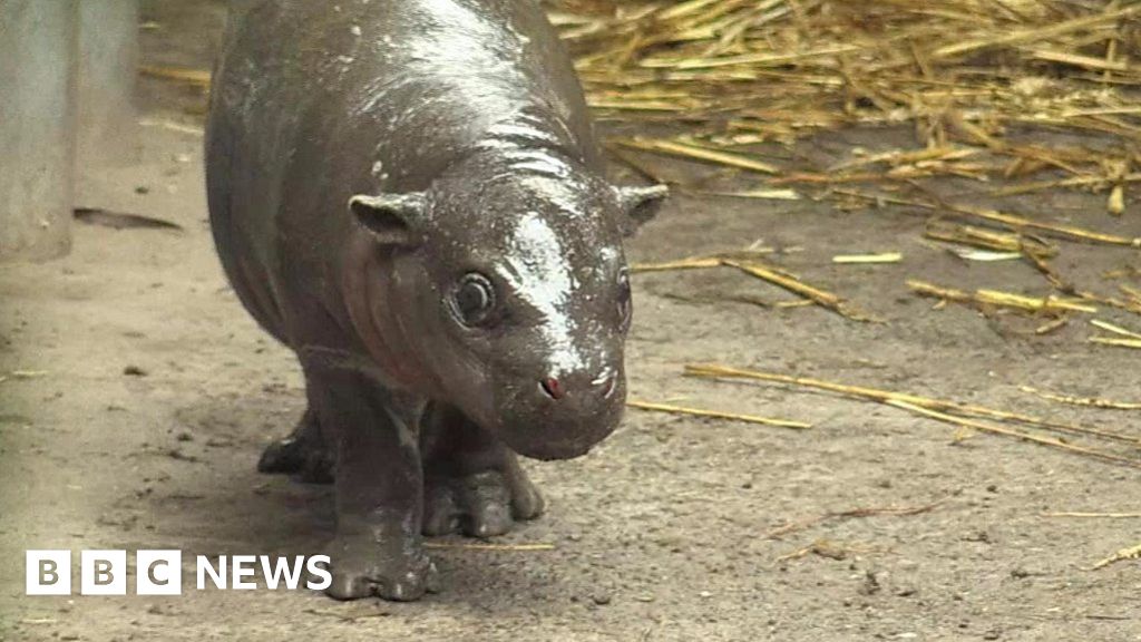 Baby Pygmy Hippo Takes A Tumble At Chile Zoo Debut Bbc News