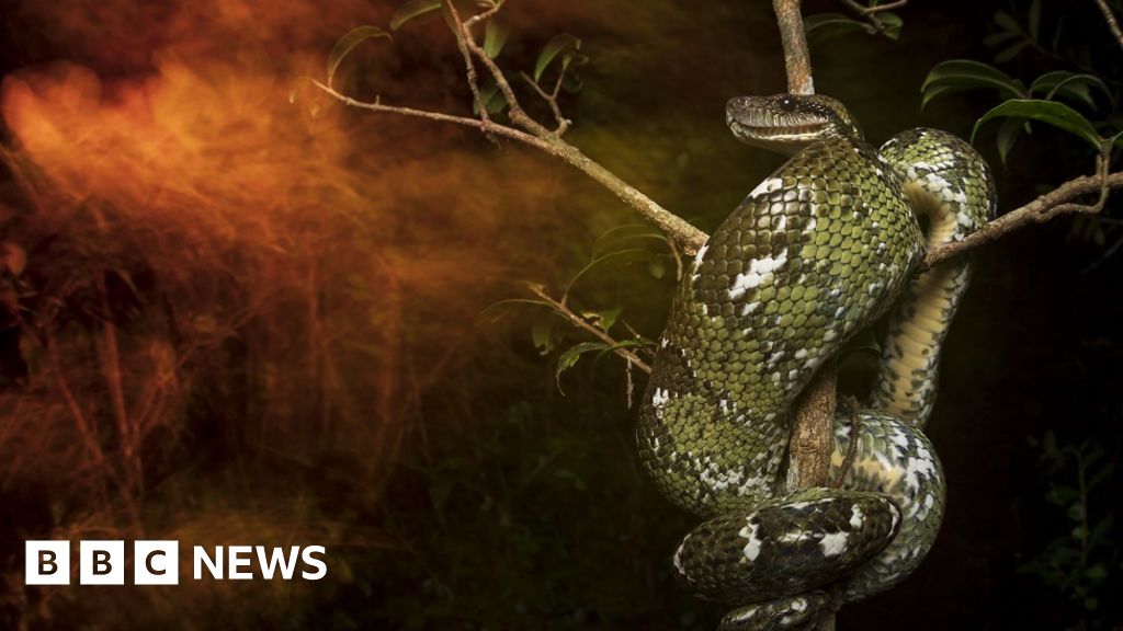 Image of Madagascan snake wins 2019 British Ecological Society photography competition