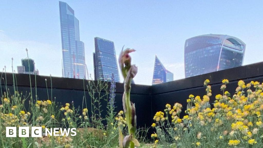 Rare orchids found in City of London bank's rooftop garden