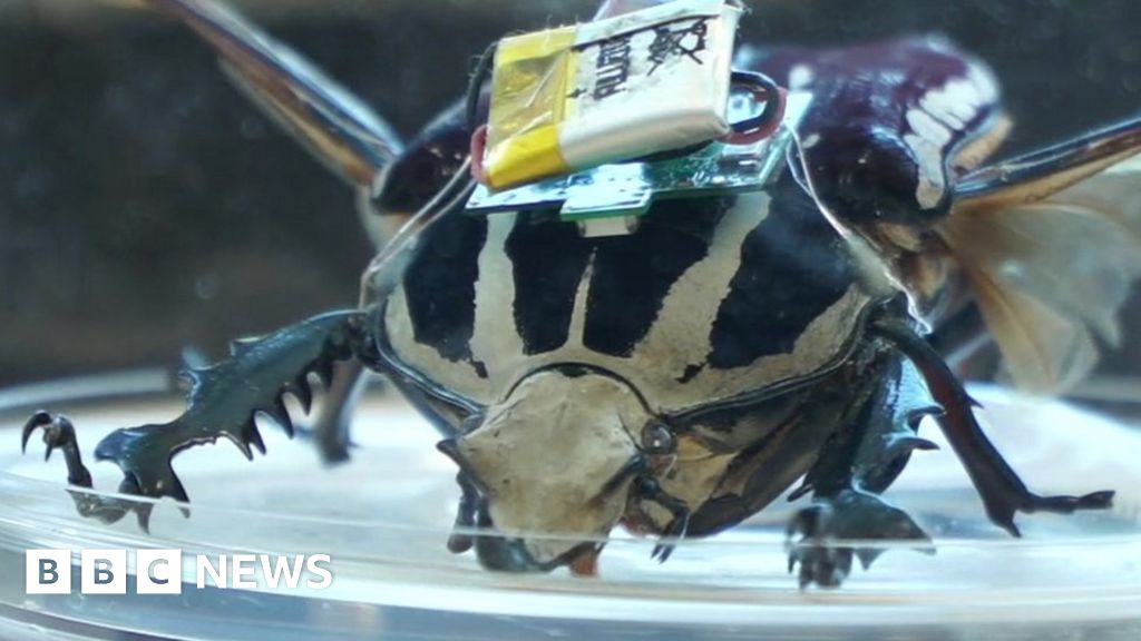 Could these cyborg beetles save lives? - BBC News