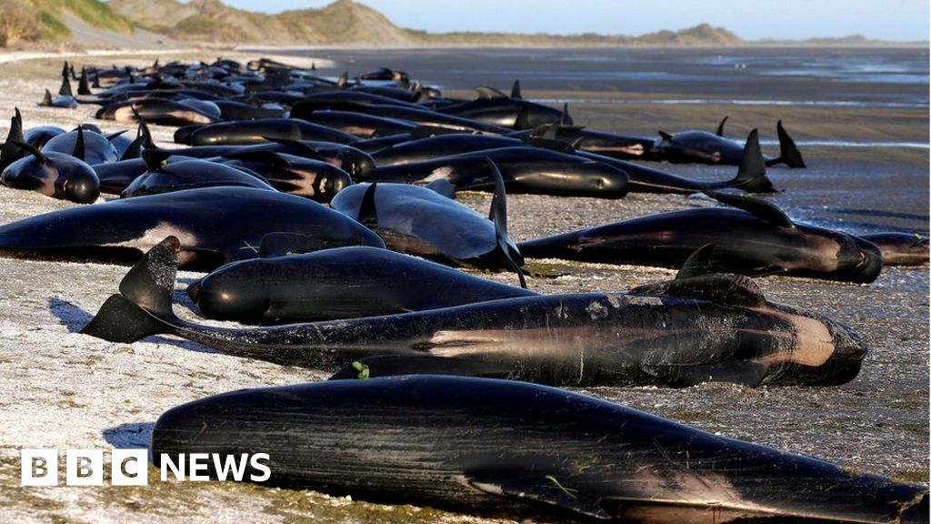 New Zealand whales: Authorities to move 300 carcasses - BBC News