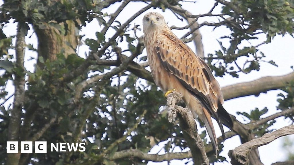 Red Kites in Derbyshire 'Cracking bird' is first for 150 years BBC News