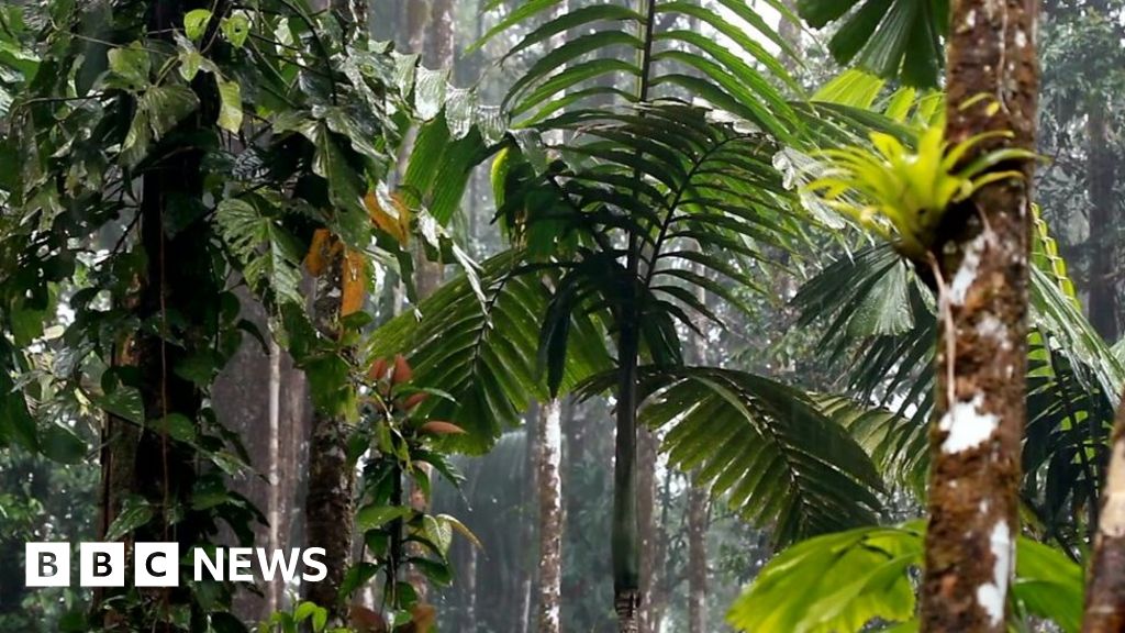 Amazon Fires: Why the rainforest helps fight climate change