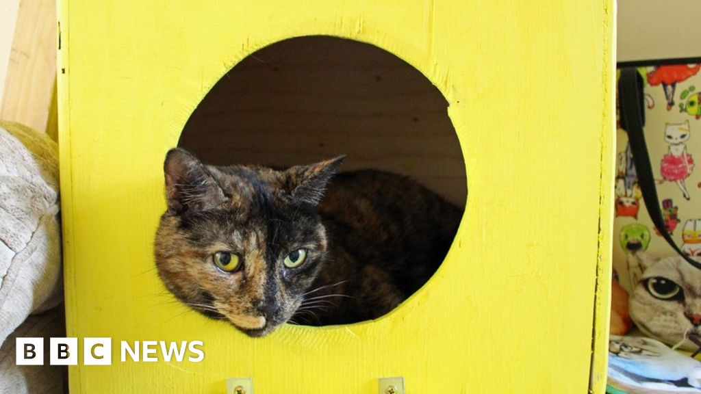 Leicester cat cafe causes concerns over hygiene - BBC News