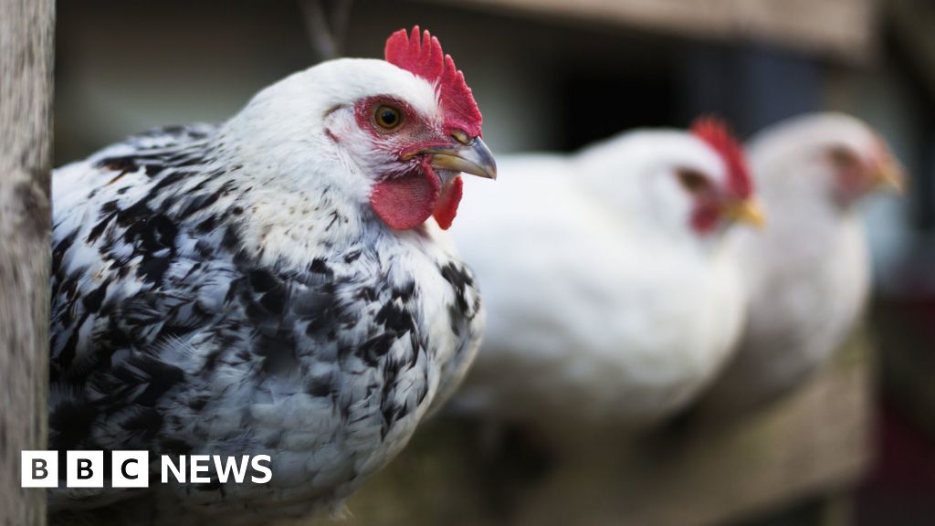 Bird flu: Russia detects first case of H5N8 bird flu in humans
