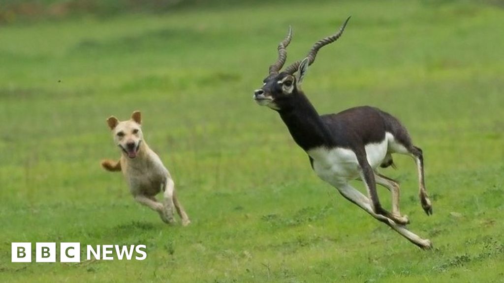 Dogs' becoming major threat' to wildlife - BBC News