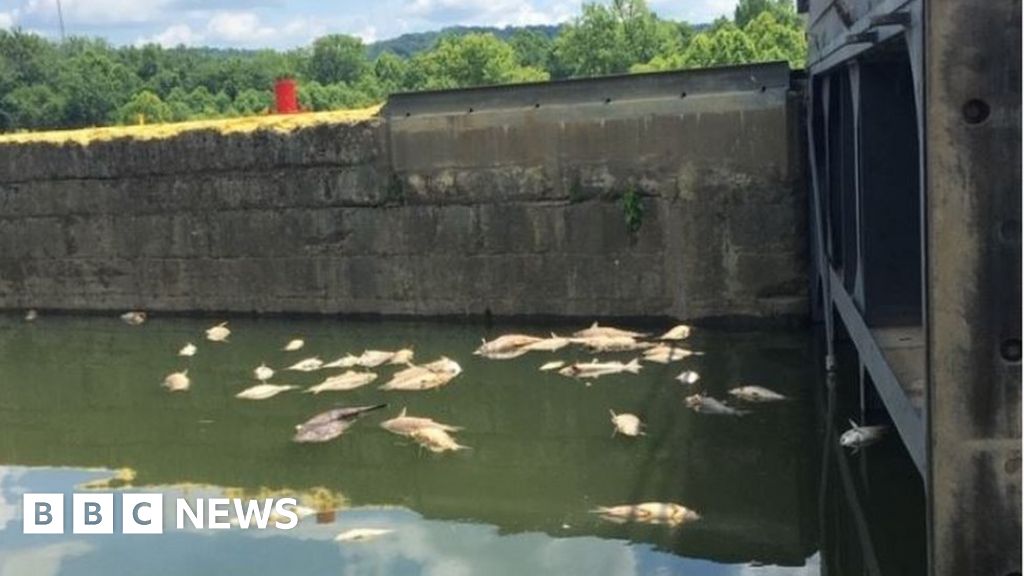 Thousands of fish die after Jim Beam warehouse fire