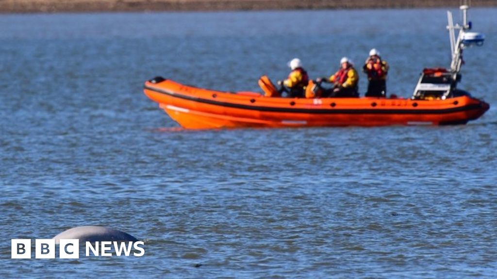 Thames whale: Benny the beluga spotted slightly upstream - BBC News