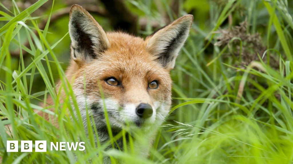 Borders foxhunting trial shown video footage BBC News