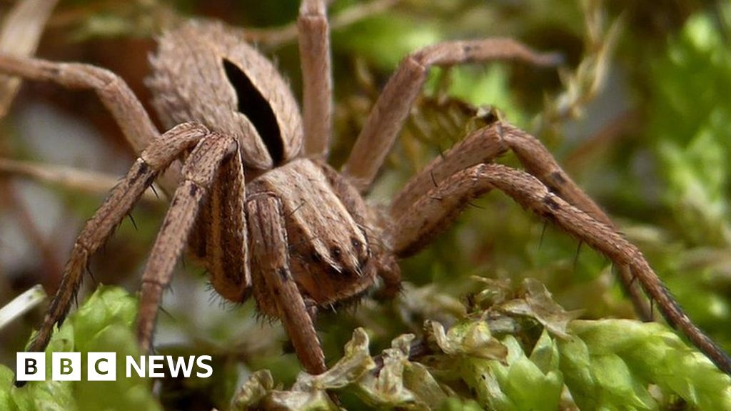 'Extinct' diamond spider found at National Trust park - BBC News