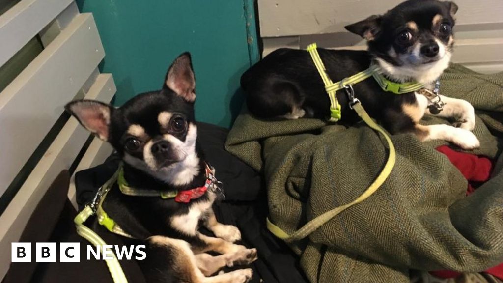 Chihuahua Dies From Fright After Attack By Dogs On Edinburgh Beach c News