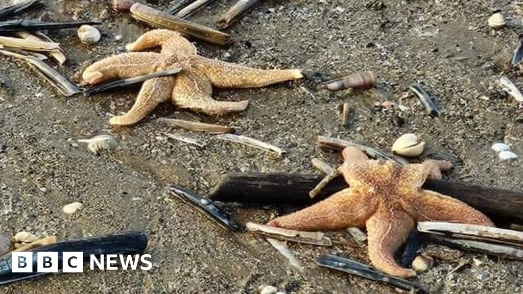 Hundreds of starfish stranded on beaches in Prestatyn and Rhyl