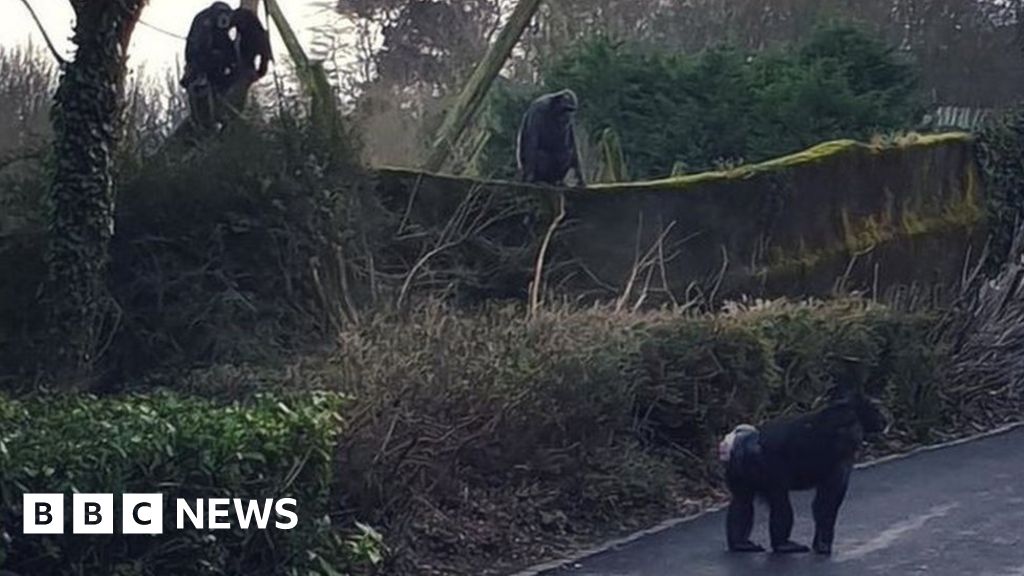 chimps escape from belfast zoo