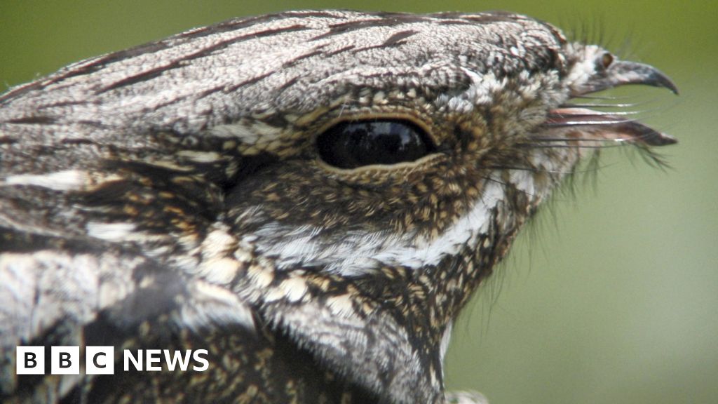 Rare nightjar enjoys record year in Dumfries and Galloway BBC News