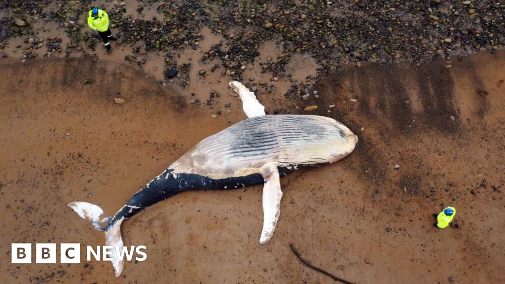 Dead Humpback Whale Washed Up On Blyth Beach Bbc News