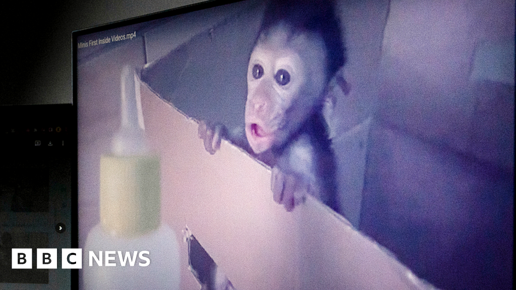 This Pic of a Monkey Reading Begs to be a Meme. Send Us Your Versions