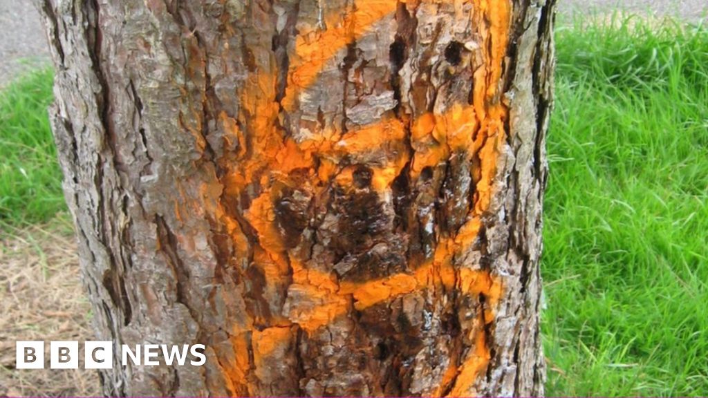 Poison found in damaged pine trees, Bournemouth council confirms BBC News