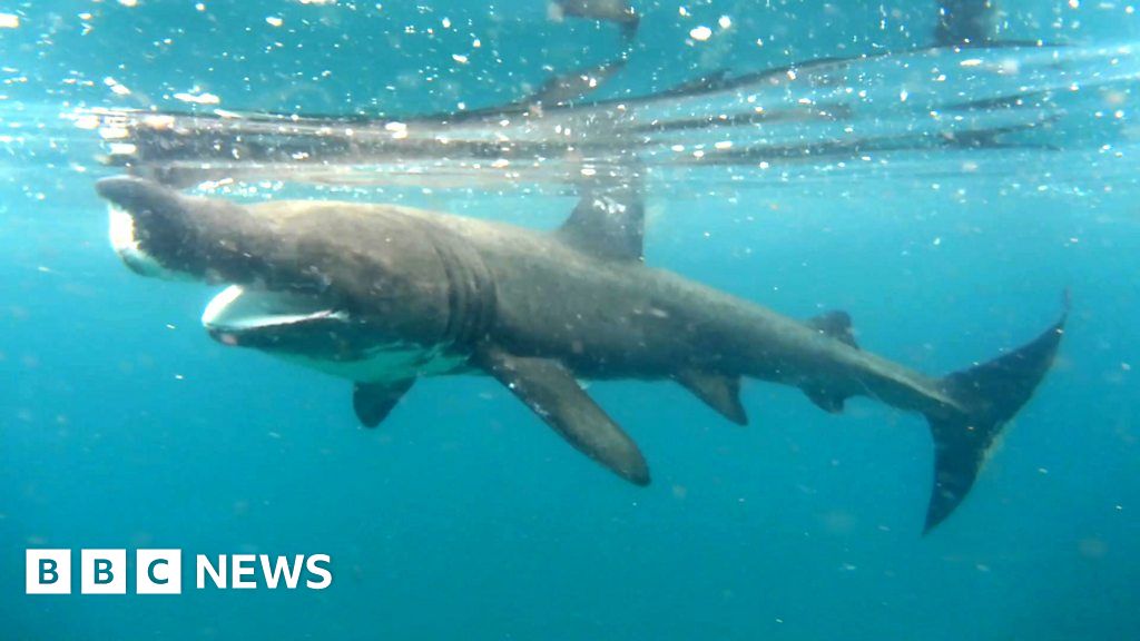 Snorkeler's close encounter with 9ft basking shark - BBC News