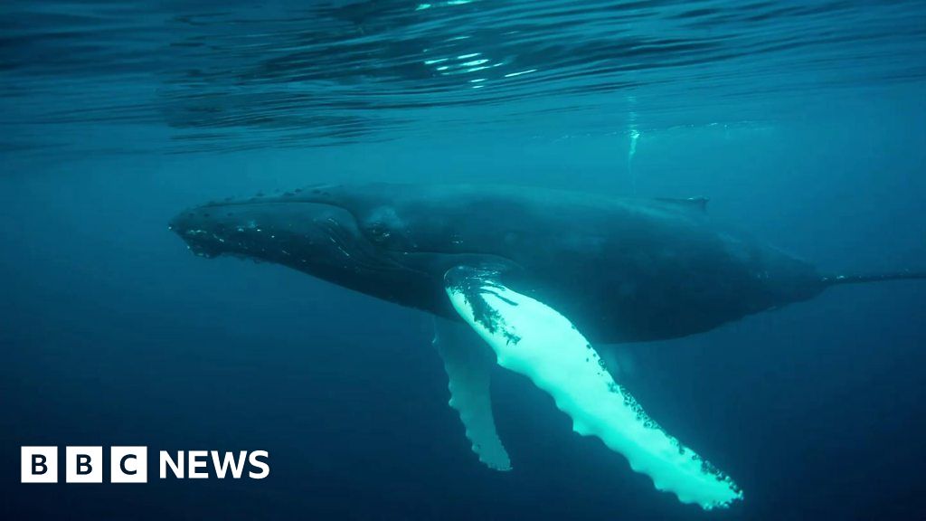 Humpback Whales Filmed And Photographed Underwater In Uk