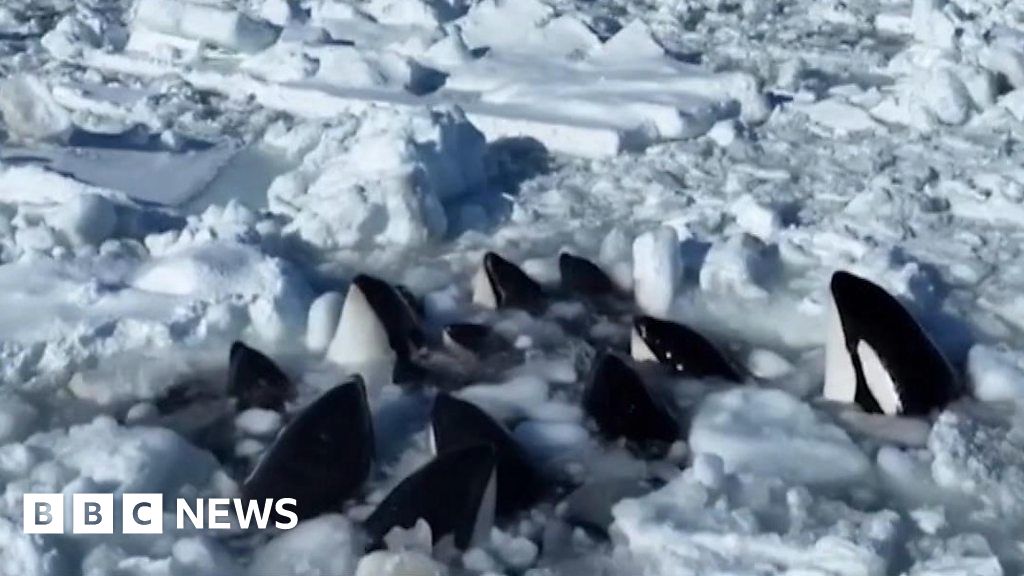 Orcas gasp for air whilst trapped in drift ice off the coast of Japan