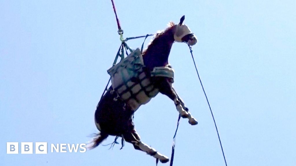 Watch: Injured Californian horse airlifted to safety