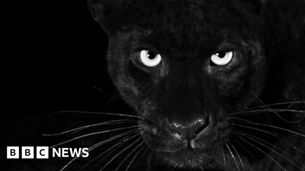 Black panther: Rare animal caught on camera in Kenya - BBC News