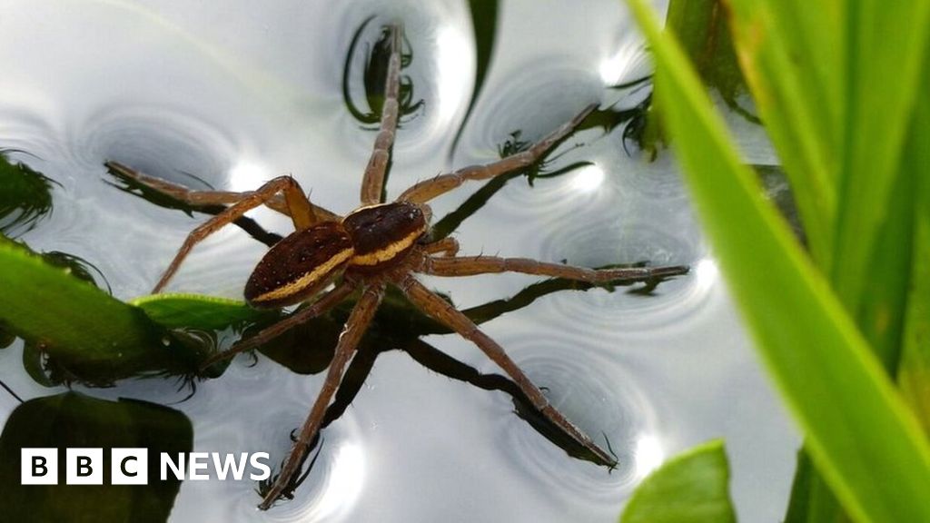 Rare Fen raft spider population boosted in Norfolk 