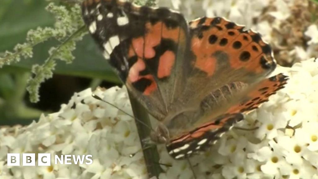 Hundreds of butterflies released into the wild by schoolchildren BBC News