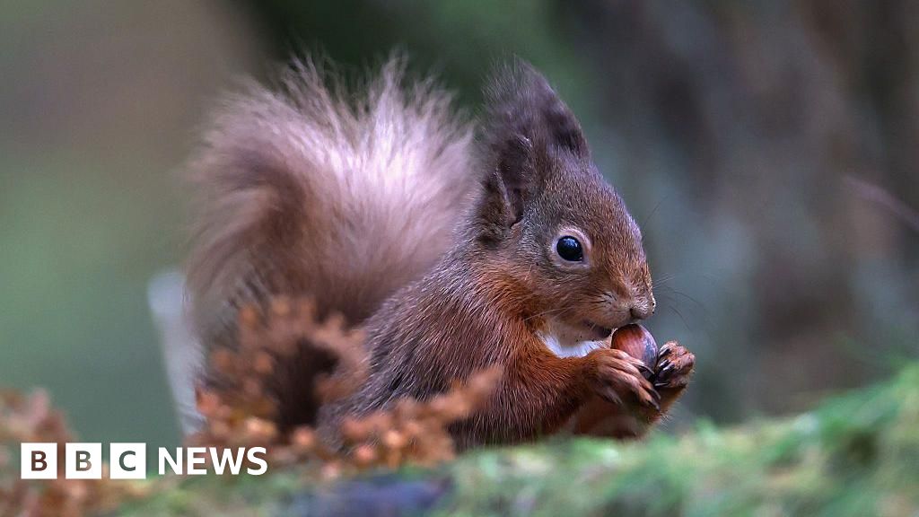 Red squirrel sickness reports under investigation