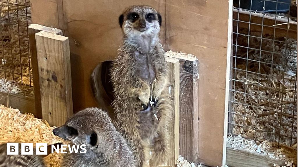 bbc.co.uk - Cash Murphy - Brockham meerkat pub offering 'something unique