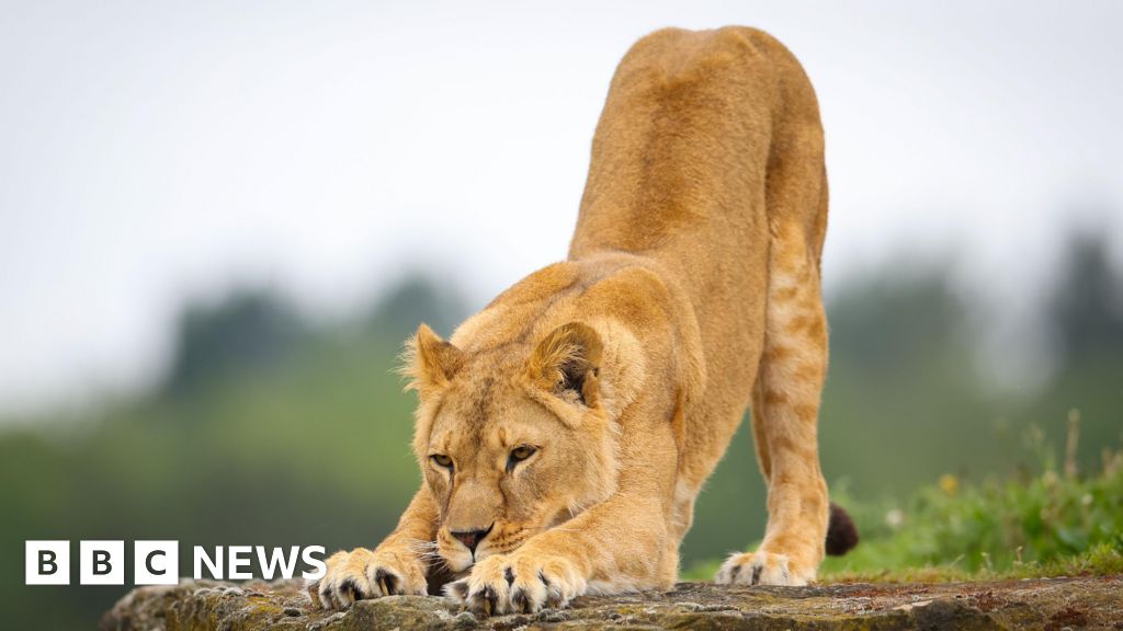 Wildlife park appeals for money to rescue Ukraine lions