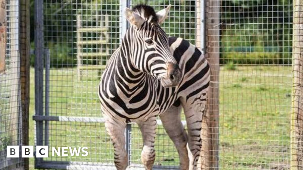 Cornish zoo welcomes new zebra from Devon - BBC News