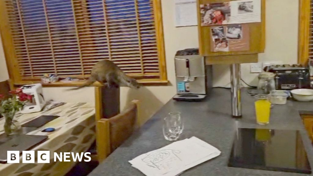 An otter, in a kitchen, poised to jump from a chair onto a counter